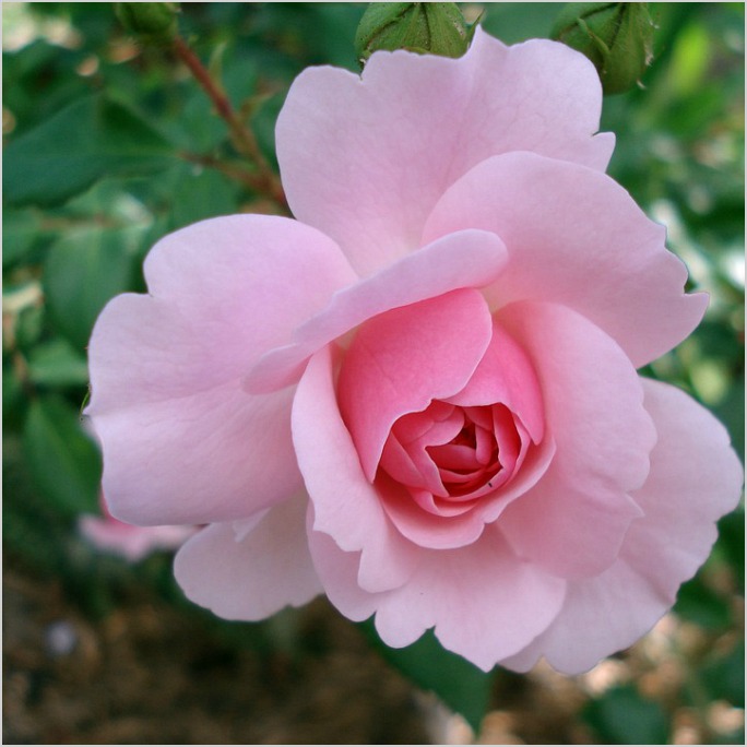 pinkrose