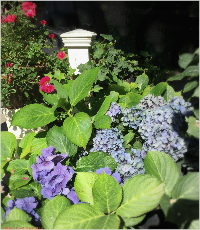 hydrangeagarden