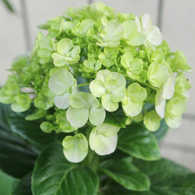 hydrangeagreen