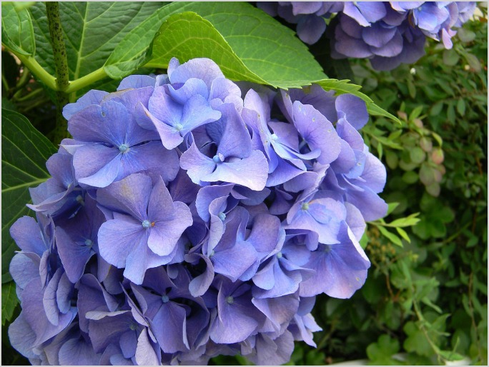 hydrangeapurpleblue