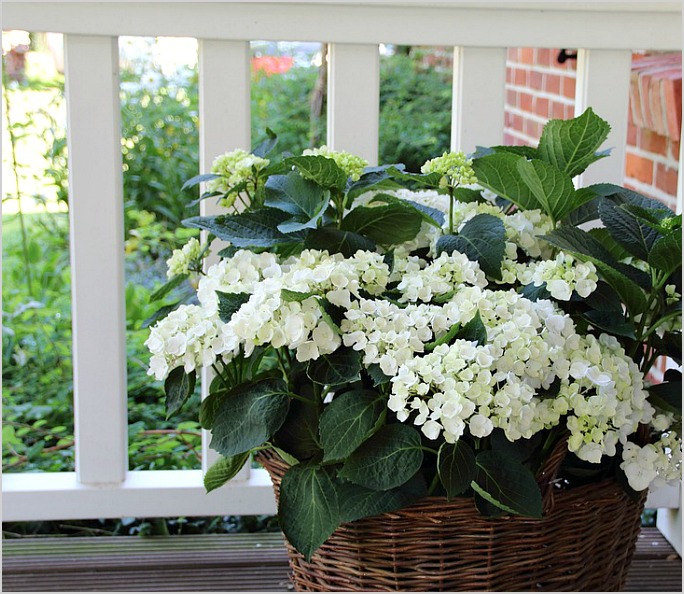 hydrangeawhitefrontentrance