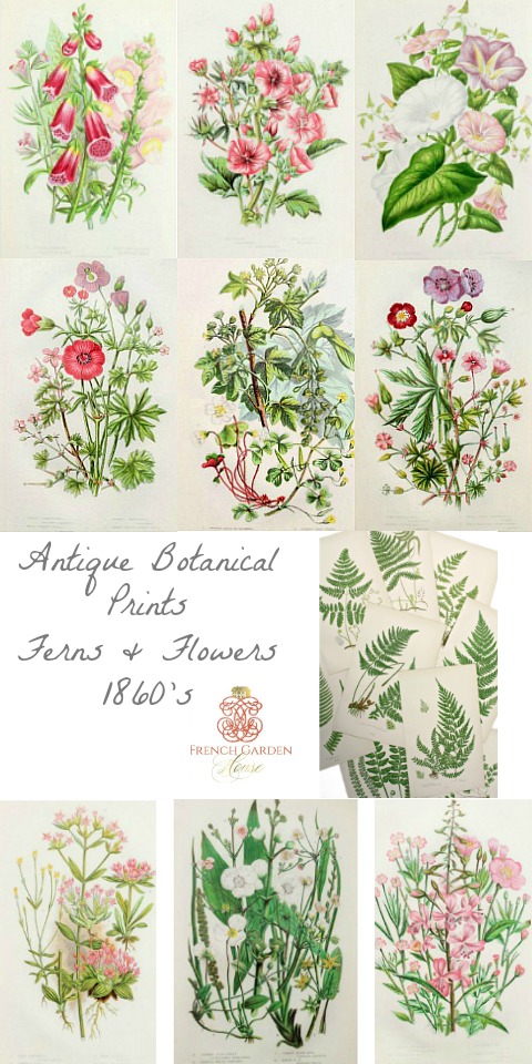 antiquebotanicalprints