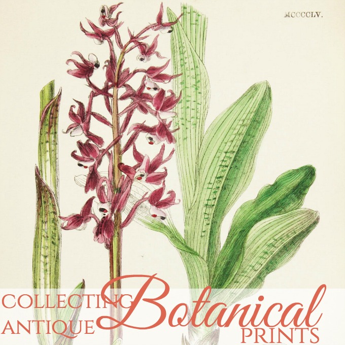 Secret Life of Antiques | Beautiful Botanicals