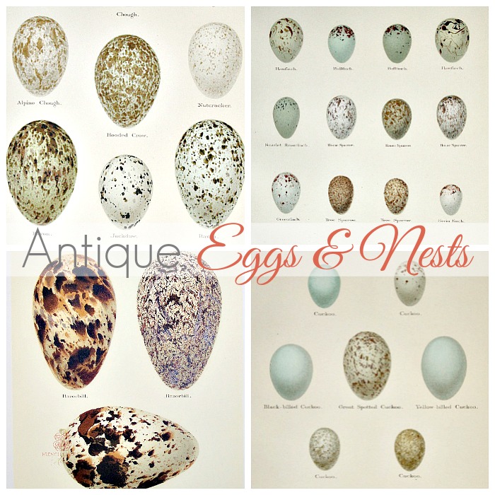 COLLECTING ANTIQUE NEST AND EGG PRINTS