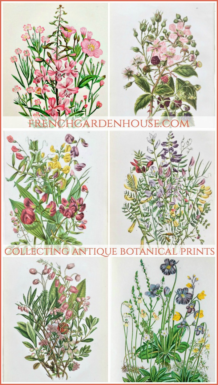 collecting antique flower prints