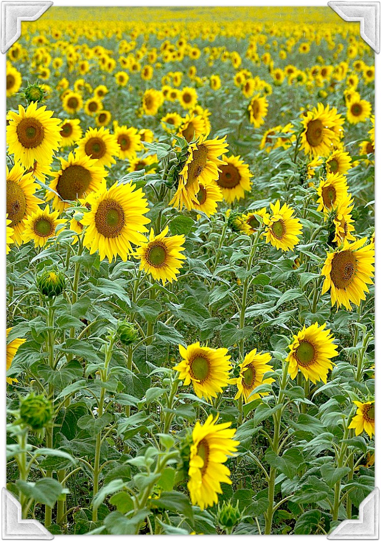 sunflowers in france