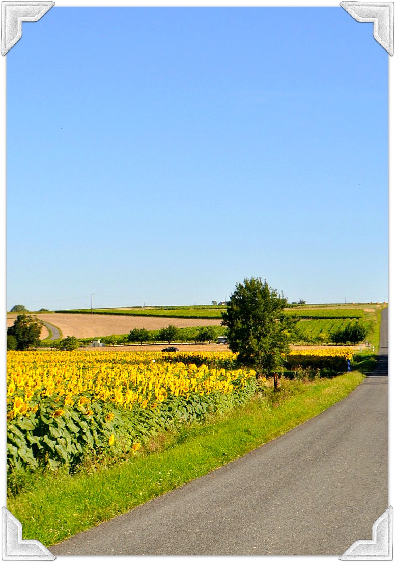 summer sunflowers