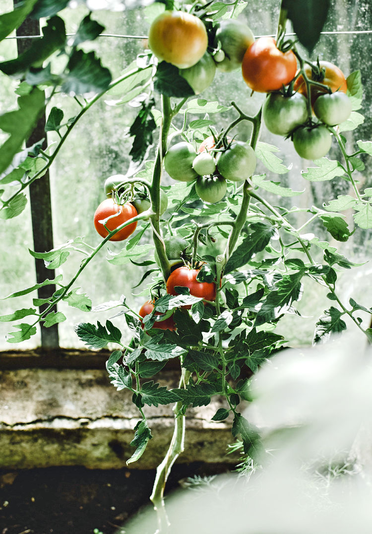 Tomato Obsession