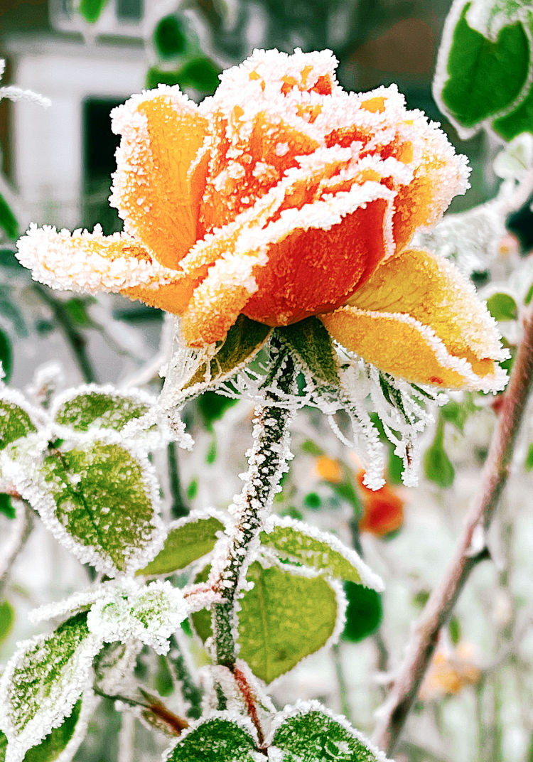 Paris Rose in Winter