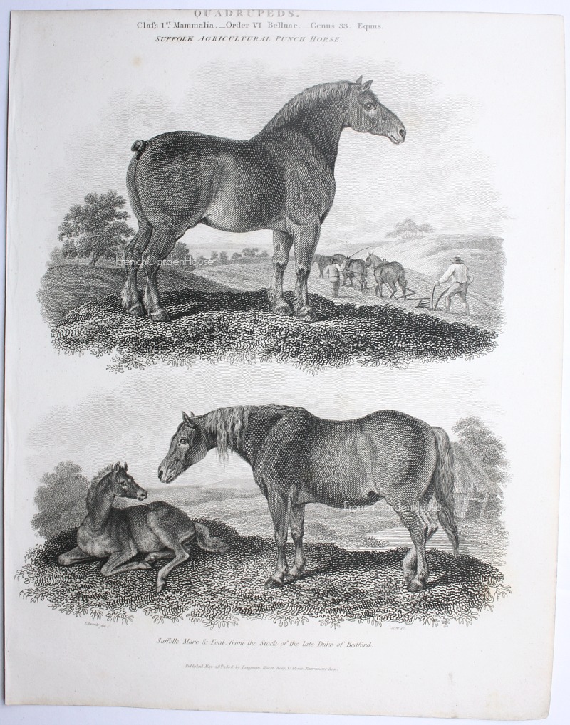 antique steel engraving equine horses