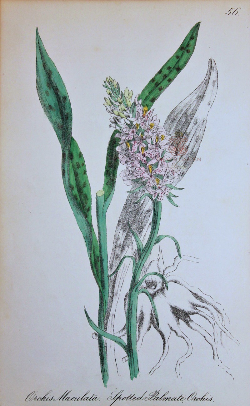 antique hand colored print of orchid by 1863 Botanical book signed by Charlotte Gower