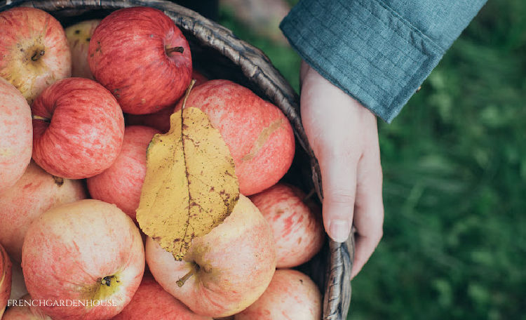 French apple farm