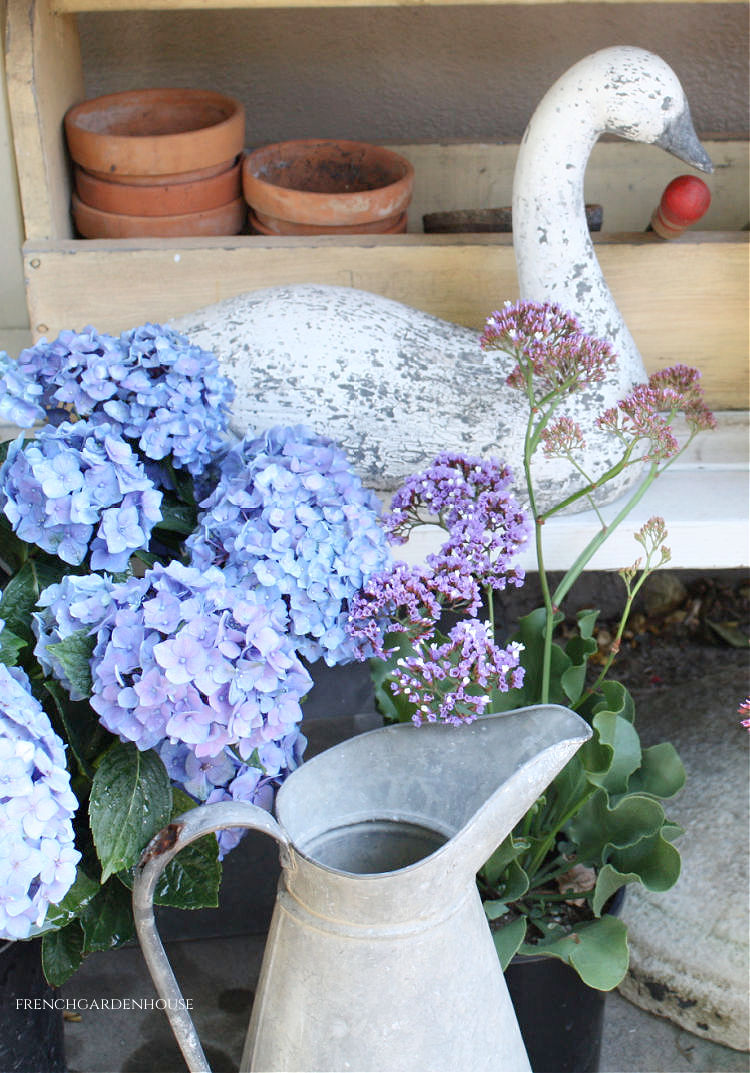 blue hydrangeas