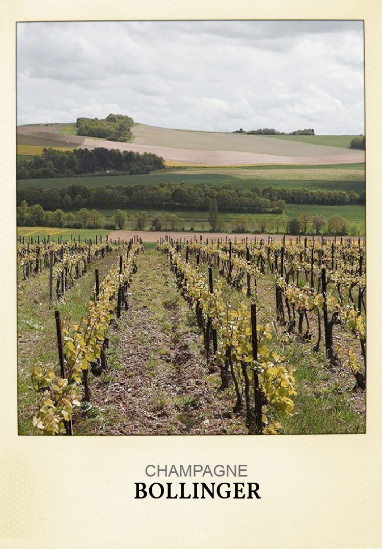 Champagne vineyards