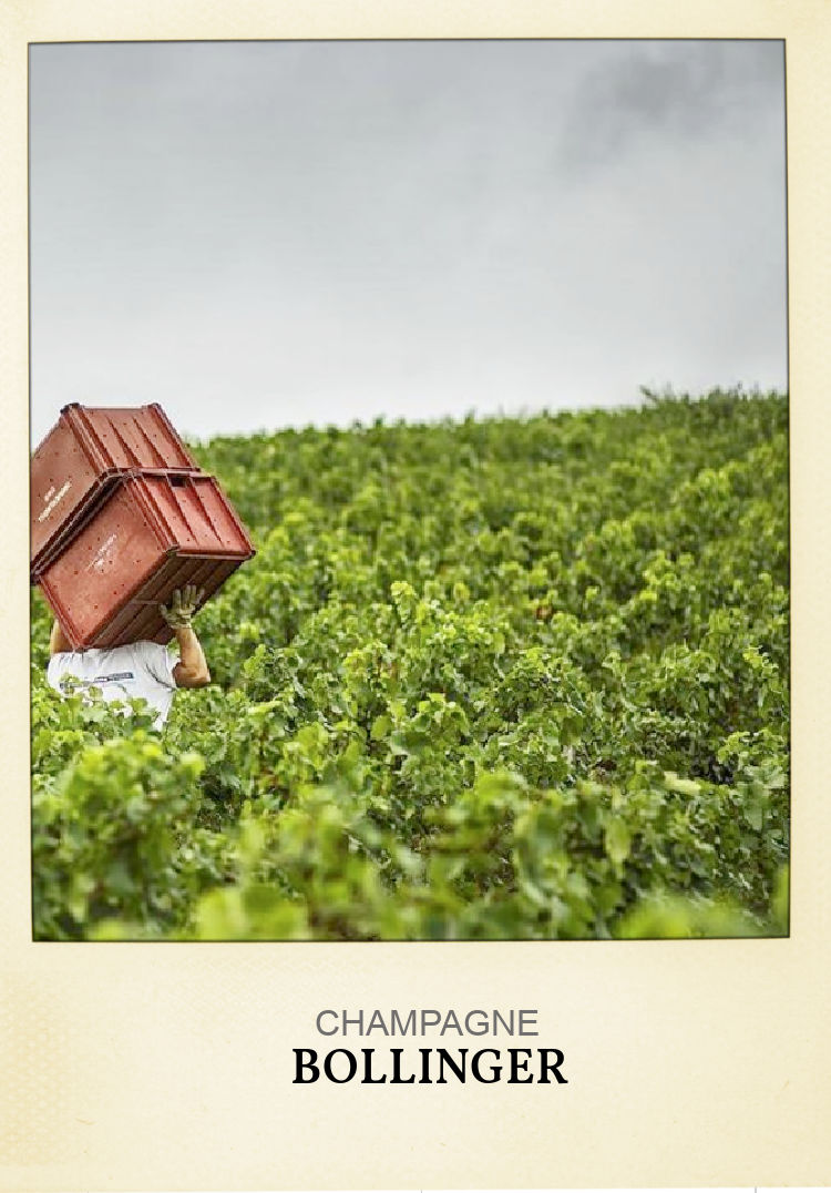 Picking champagne grapes