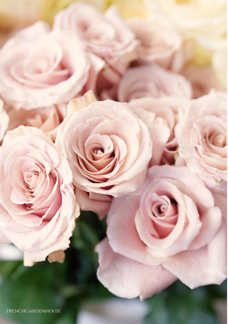 pink roses at Versailles