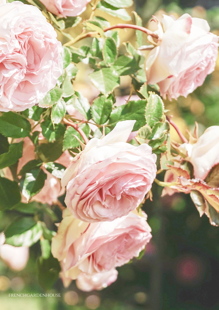 PArisian pink roses