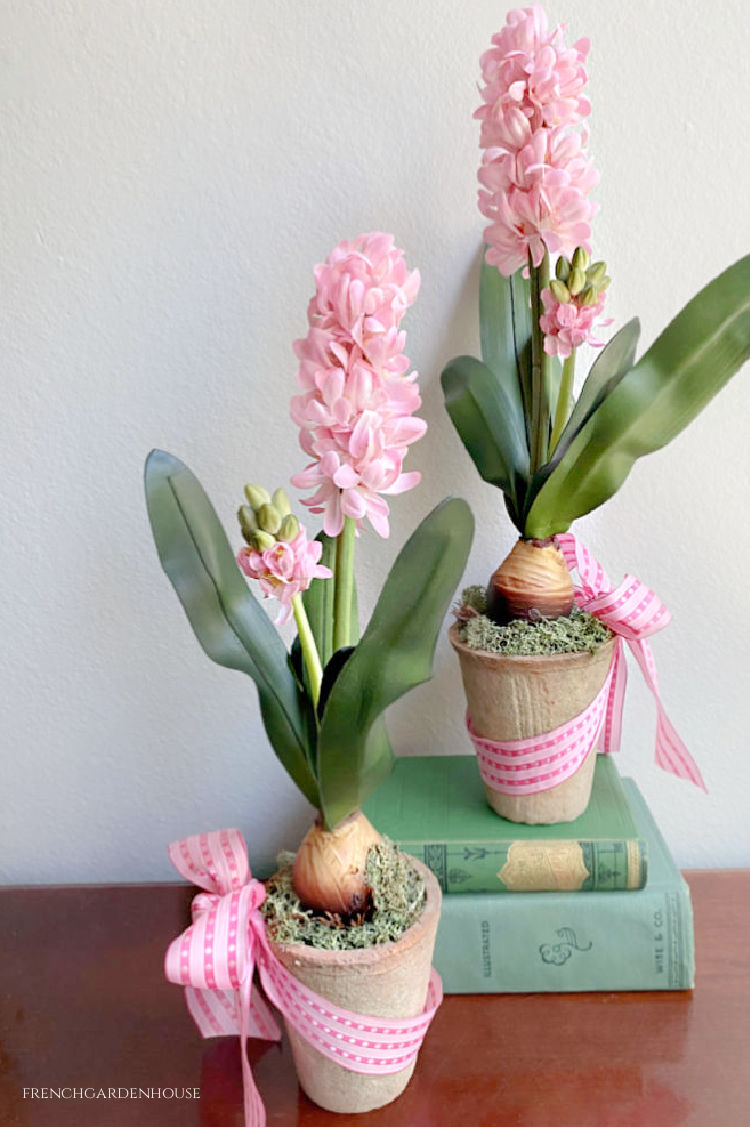 pink single hyacinths