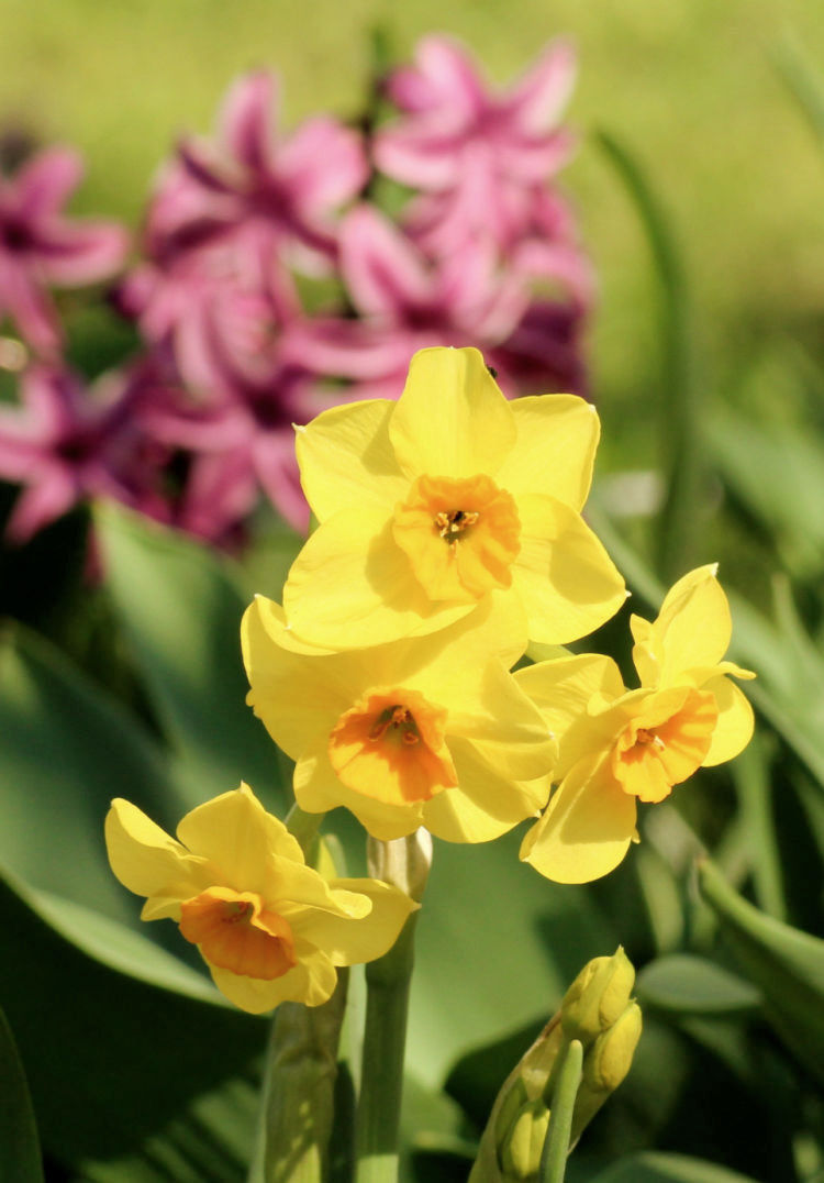 daffodils in garden