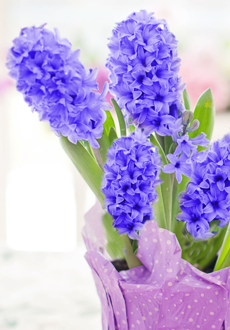 blue hyacinths