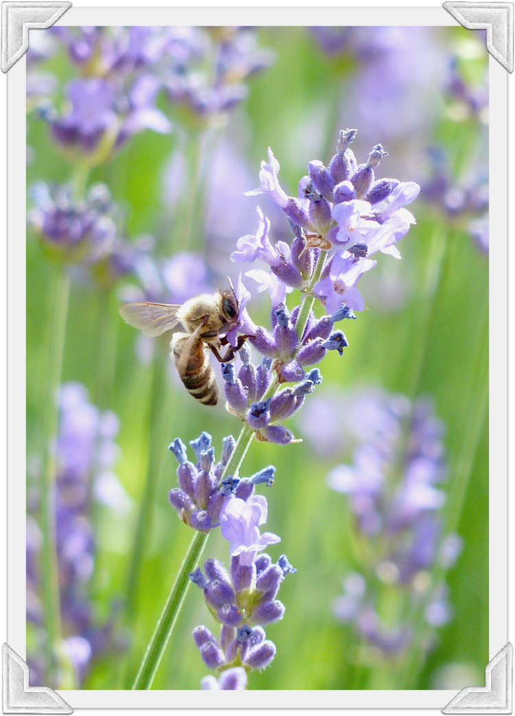 French Lavender at Home