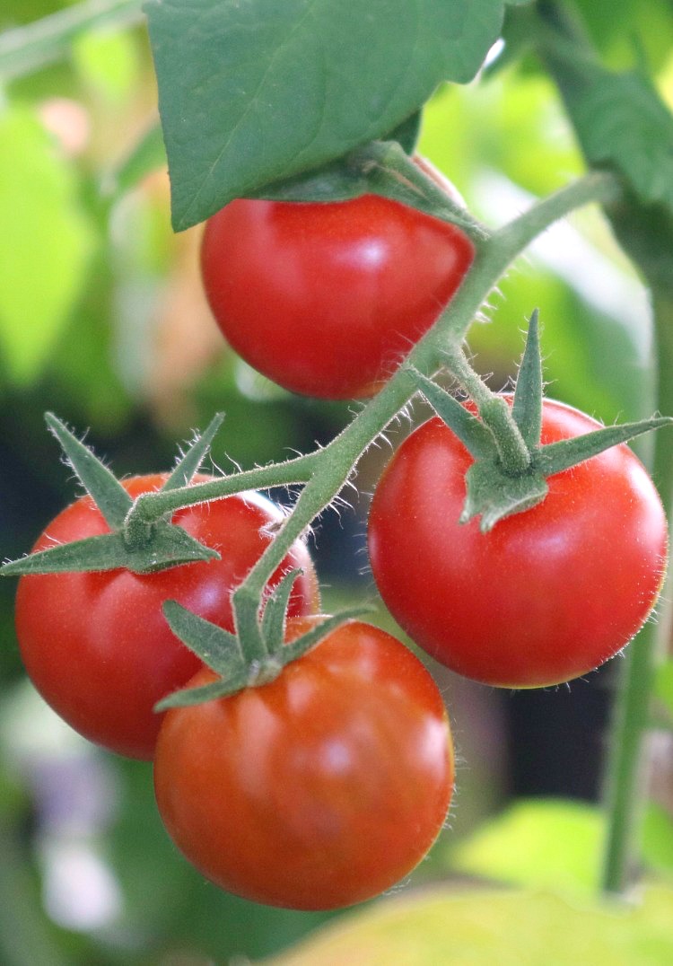 FrenchGardenHouse Country Summer Salad