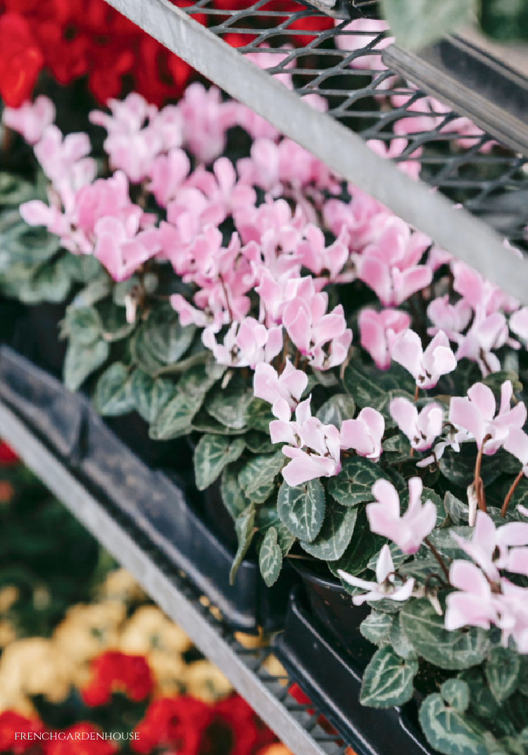 Pink floral display in French park