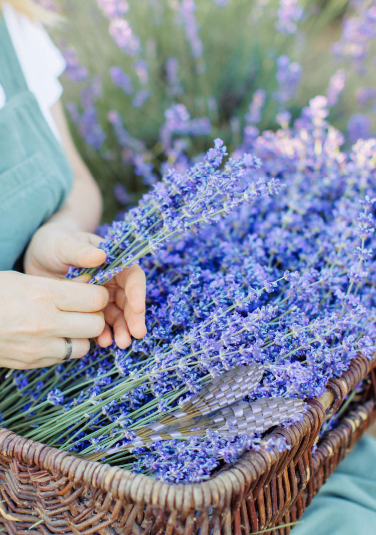 Visit the Lavender Fields of Valensole