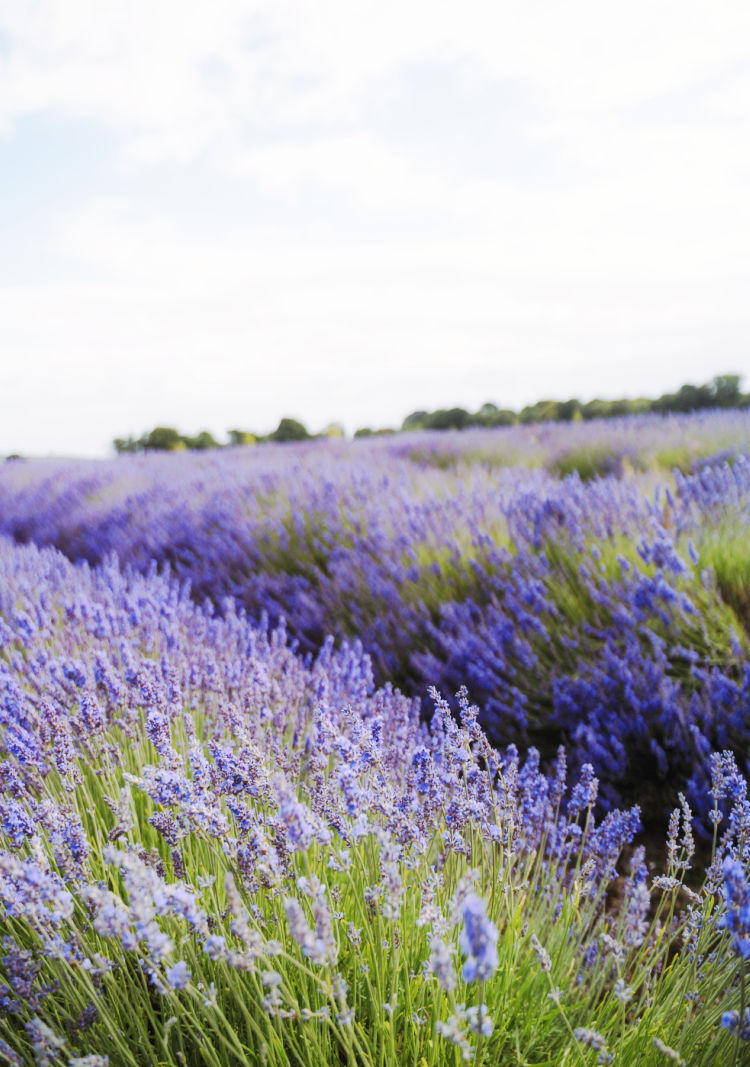 Visit the Lavender Fields of Valensole