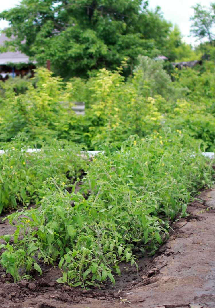 FrenchGardenHouse Country Summer Salad