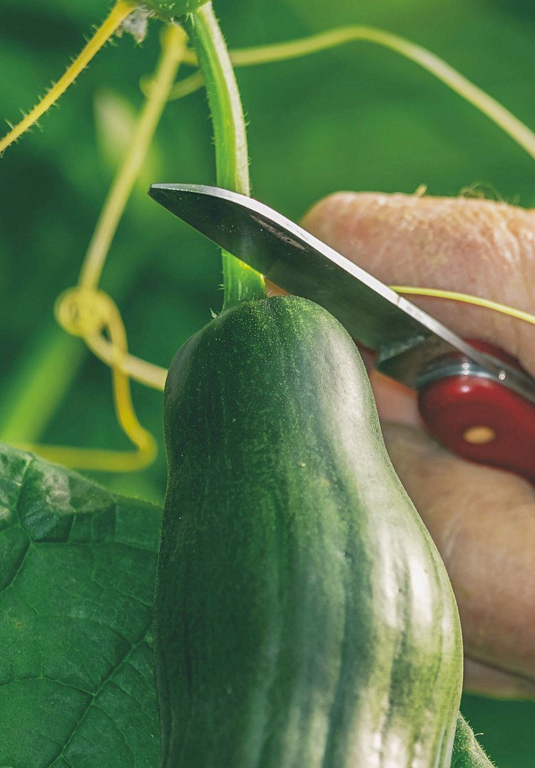 FrenchGardenHouse Country Summer Salad