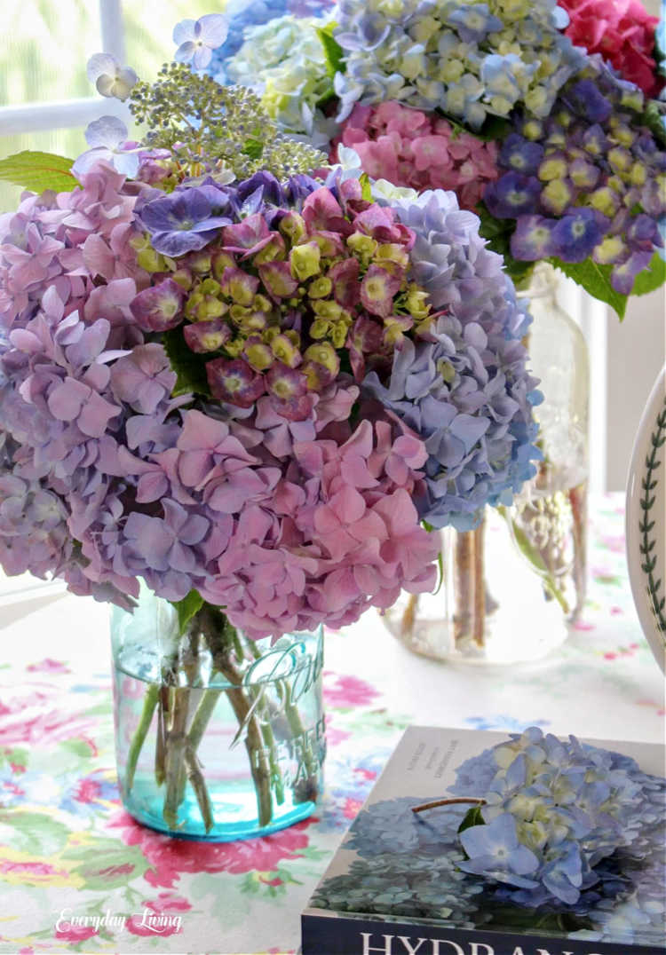 summer hydrangeas on table