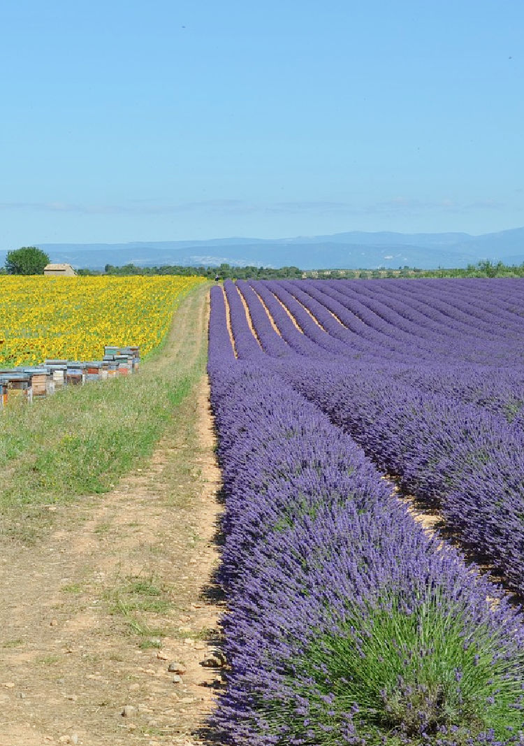 Visit the Lavender Fields of Valensole