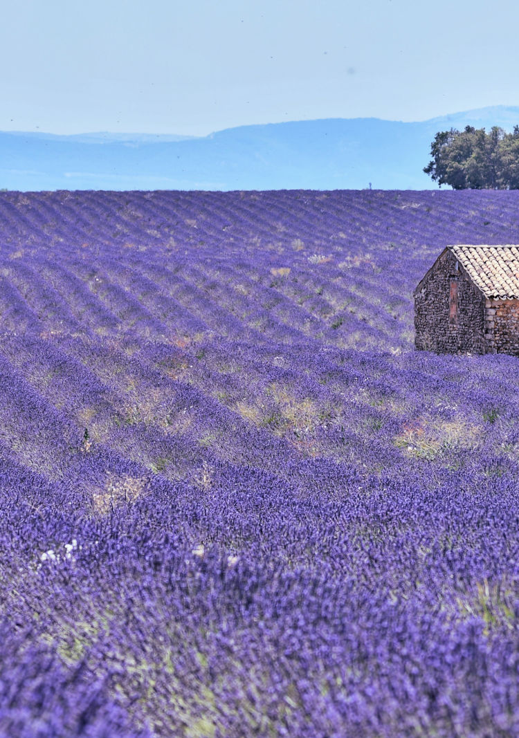 Visit the Lavender Fields of Valensole