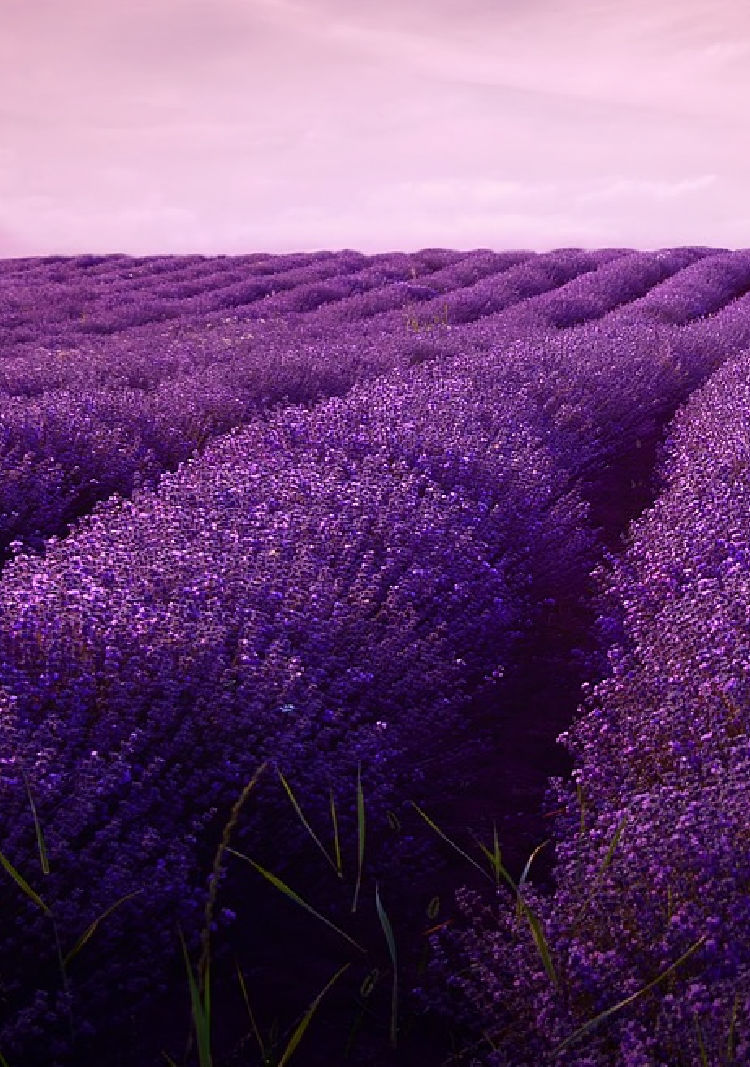 Visit the Lavender Fields of Valensole