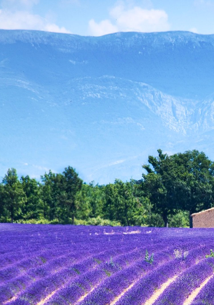 Visit the Lavender Fields of Valensole