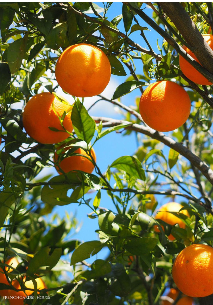 summer oranges on the tree