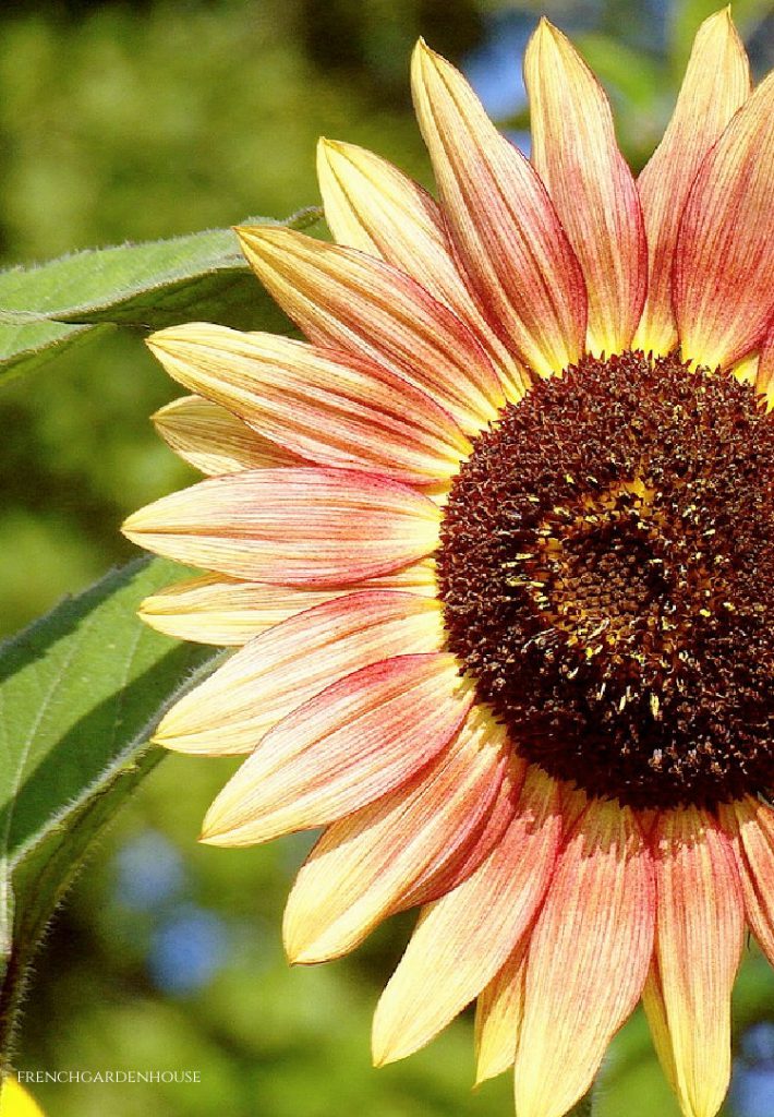 how to arrange sunflowers