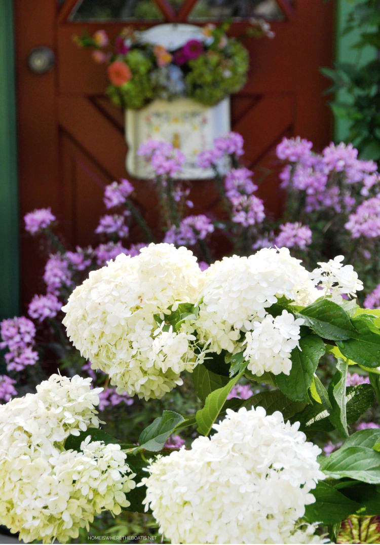 white summer hydrangeas