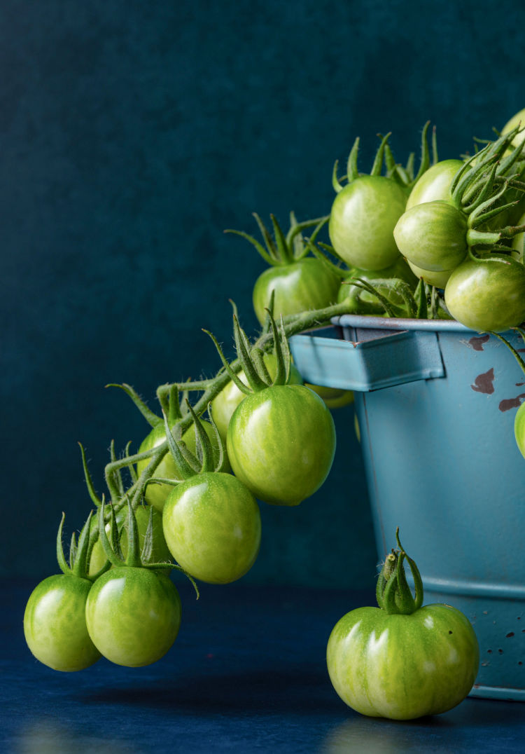 french tomatoes in antique bucket