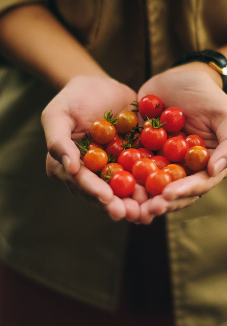 Tomato Perfection