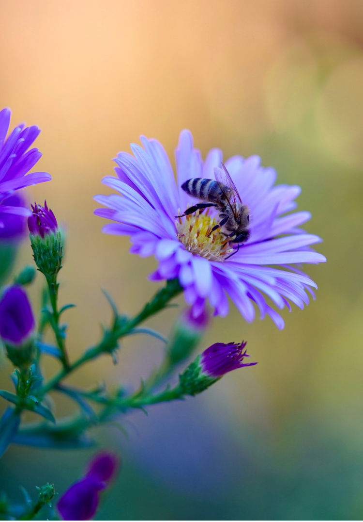 Visit a French Bee Farm