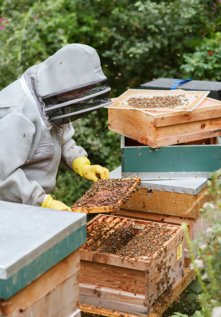 Visit a French Bee Farm