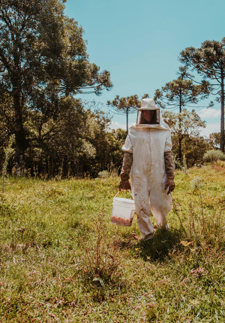 Visit a French Bee Farm