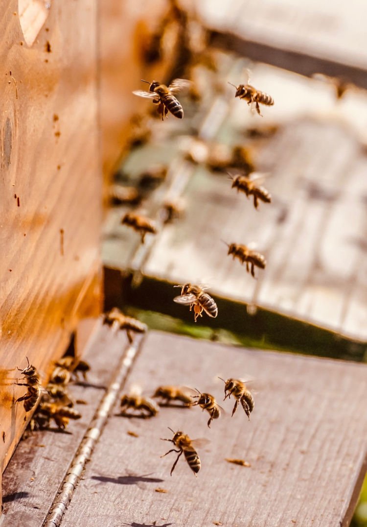 Visit a French Bee Farm