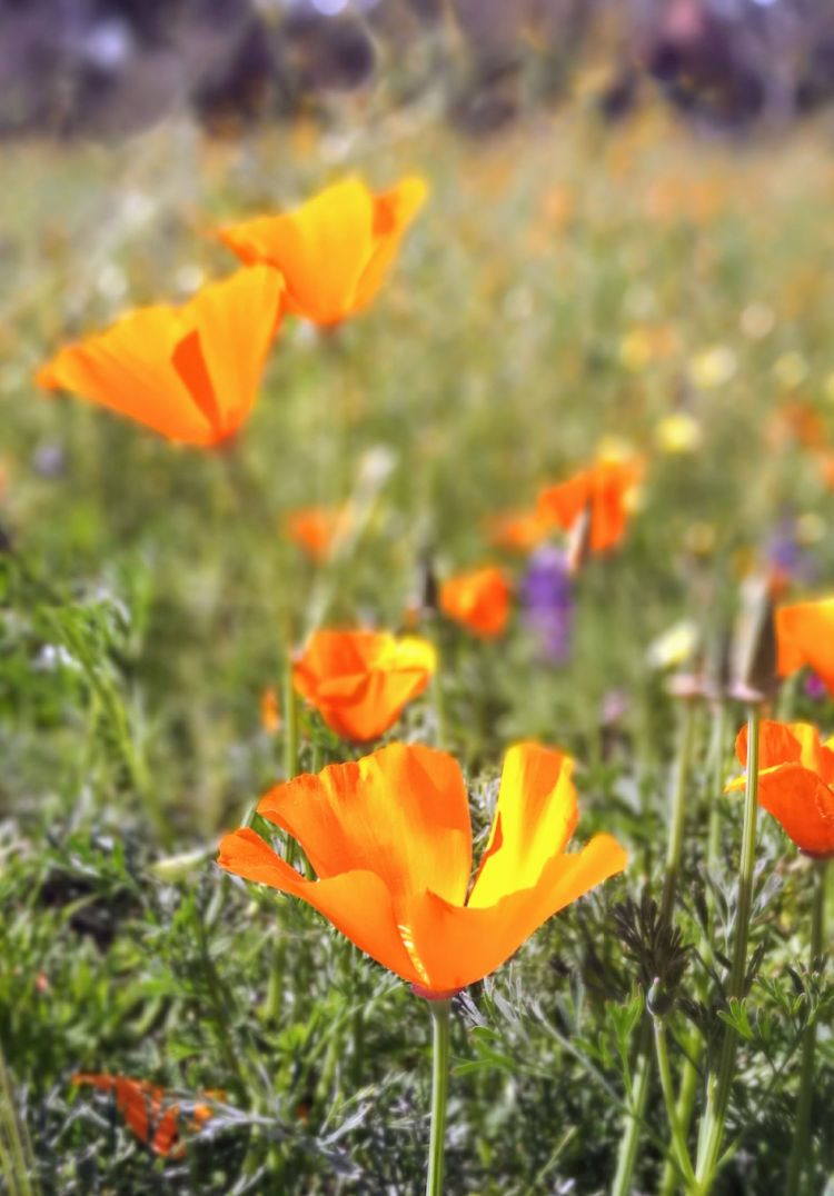 California poppies for bee keeping