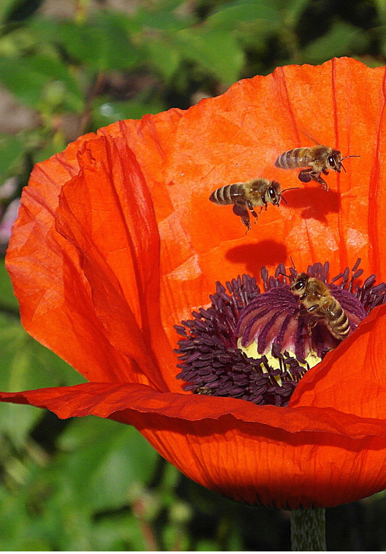 bees in poppies