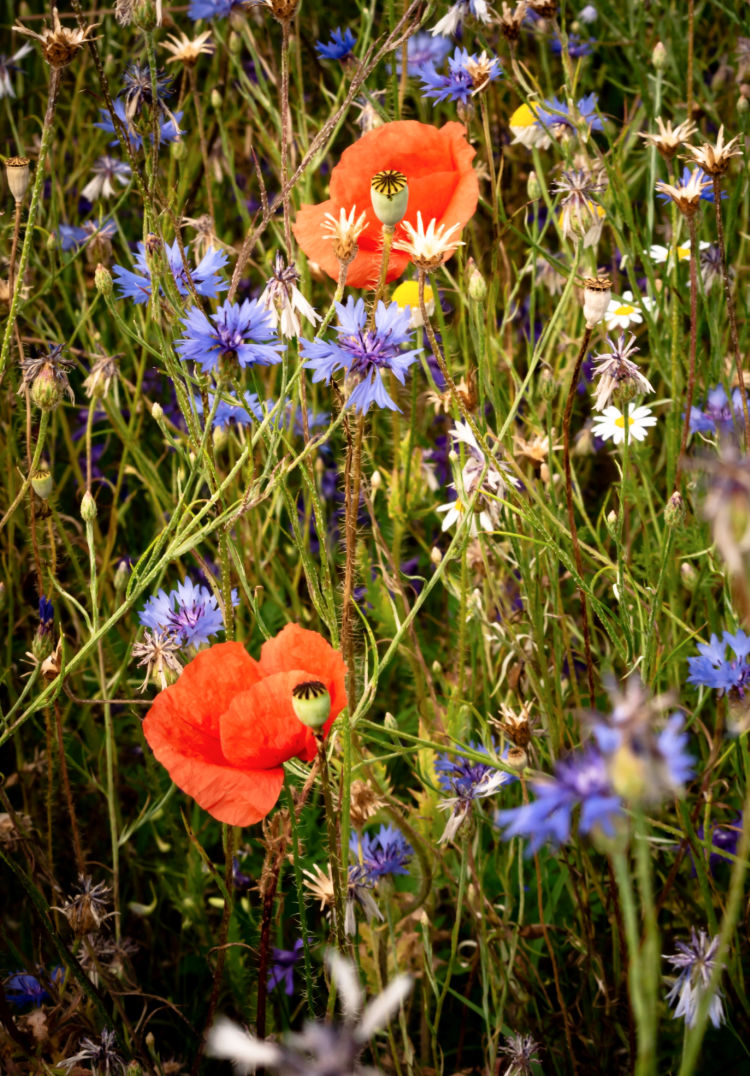 poppies for bees