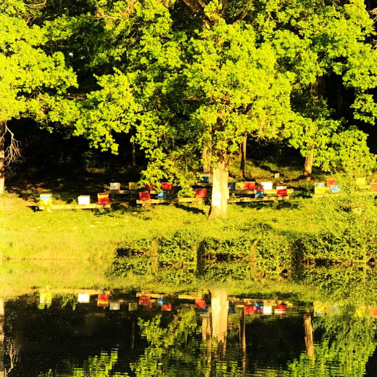 Bee hives by a pond