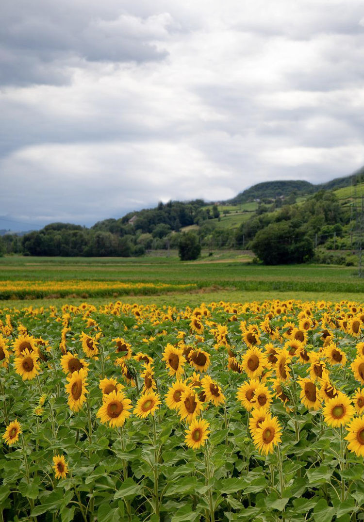 french sunflower field